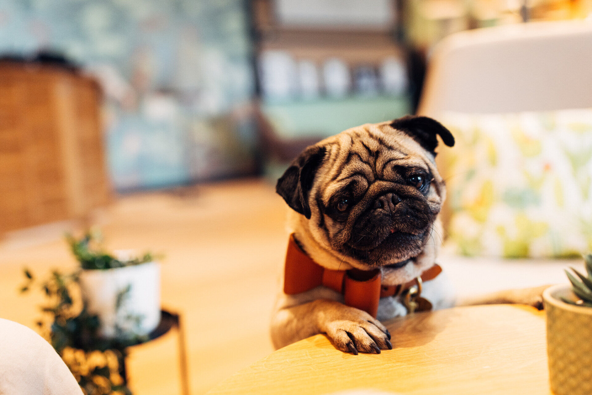 harrys_home_lienz_24_danielzangerl-_434