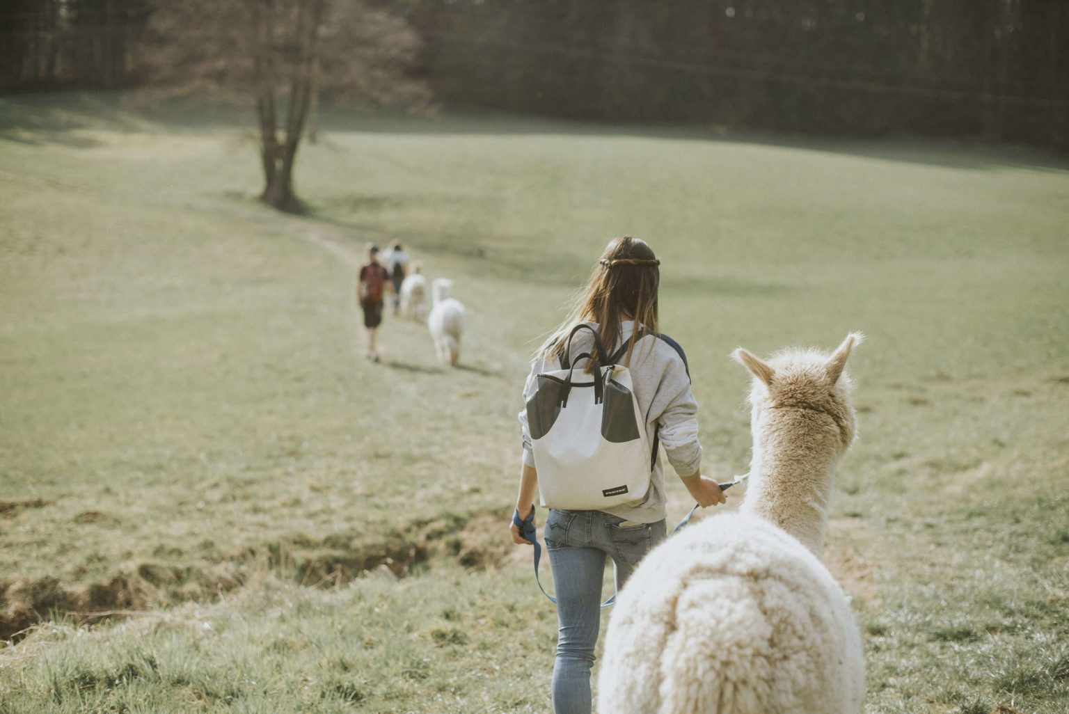 alpaca_harrys_home_graz_2-1536x1026-3608665807