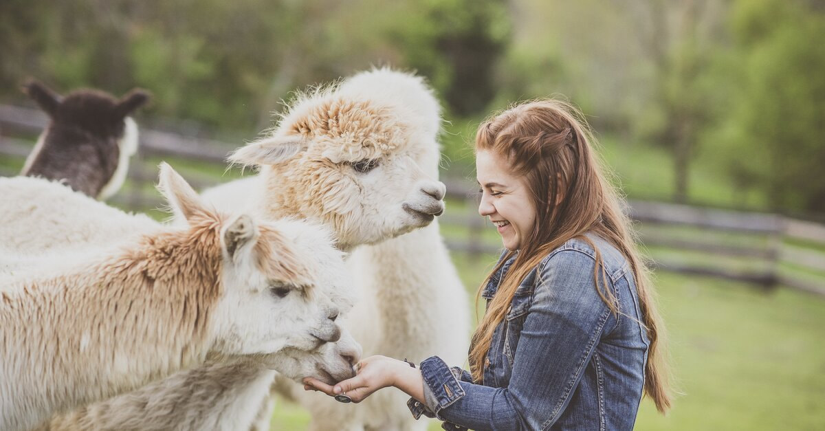 alpacalove(c)dieSonne-16.1537e34d-1078079617