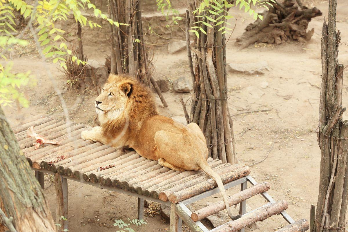 Ein Löwe sitzt auf einem Holzgerüst im Zoologischen  Garten Berlin