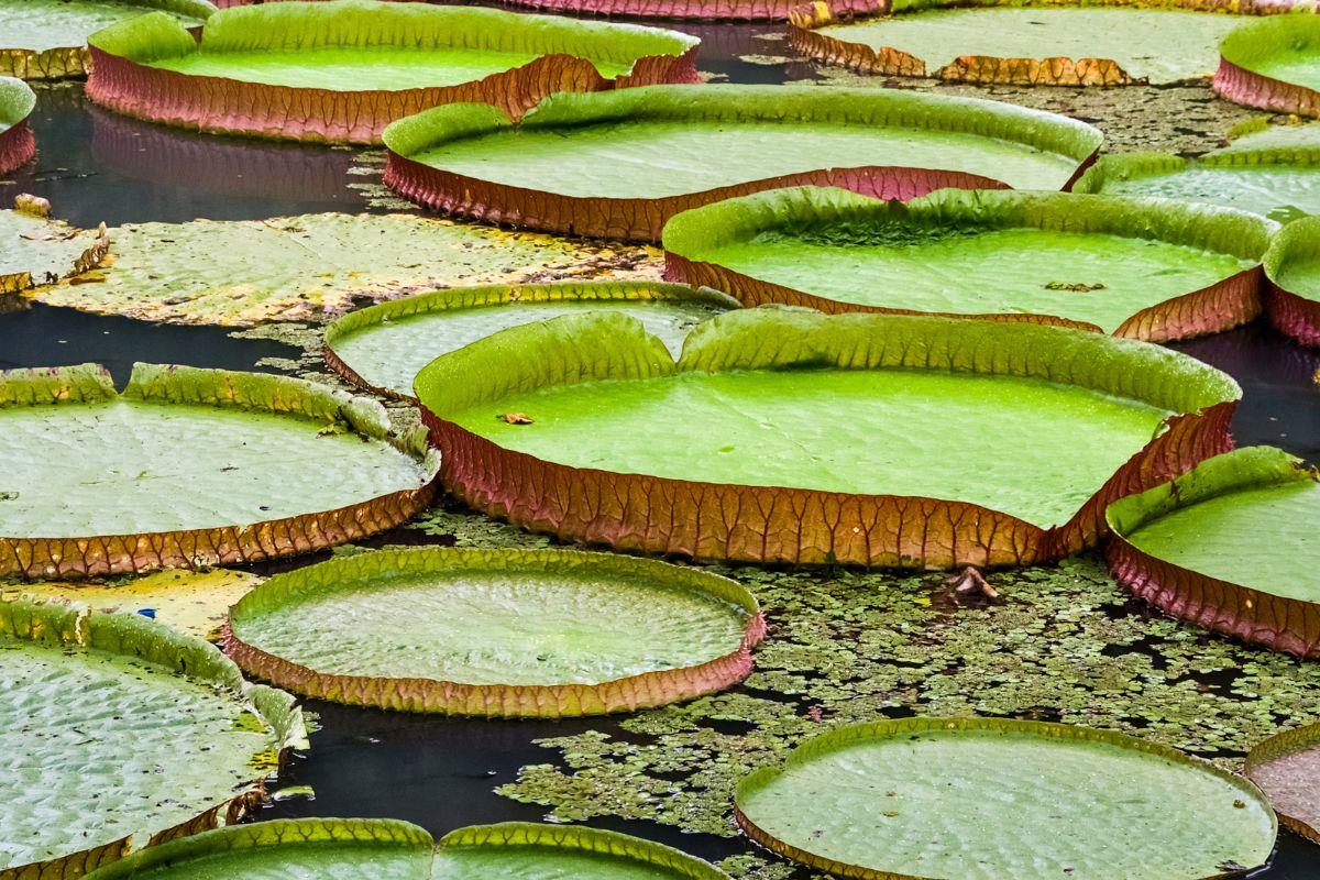 Nahaufnahme von riesigen grünen Blättern einer Seerose auf einem See im Botanischen Garten Linz
