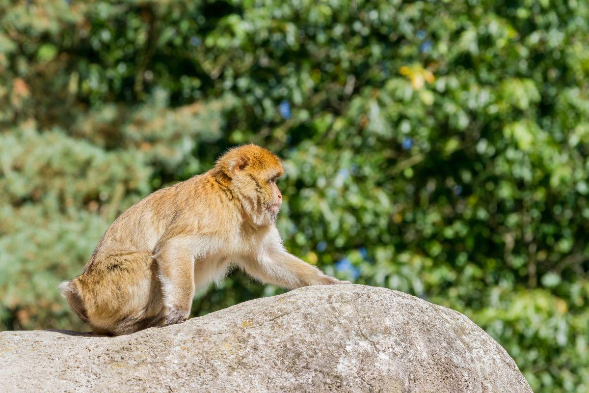 Ein Affe sitzt auf einem Stein