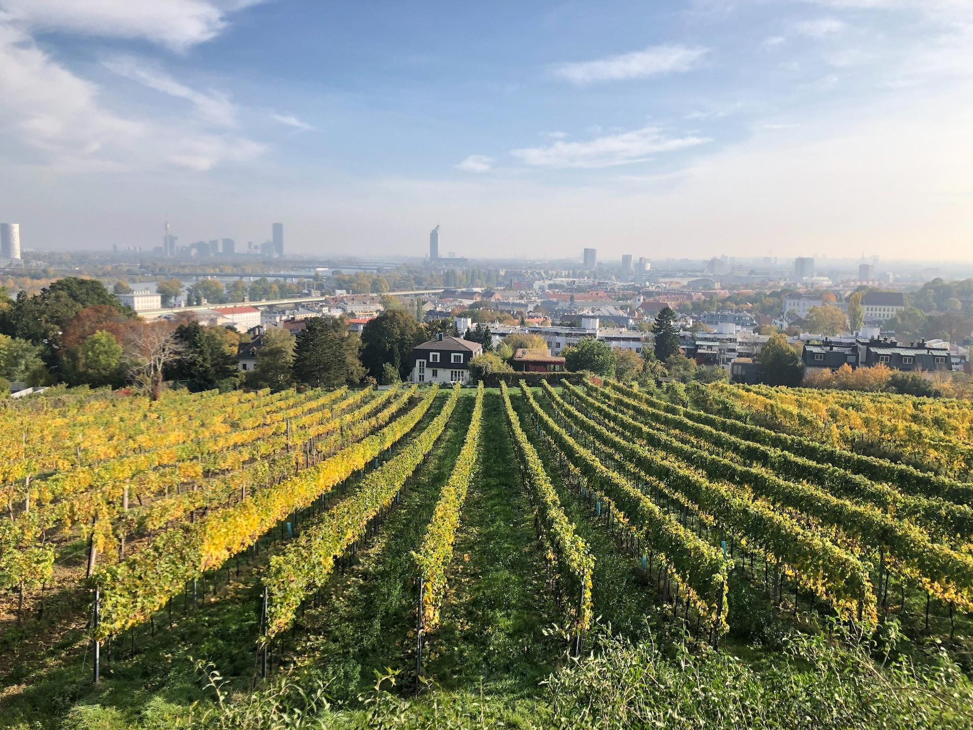 Ausblick von einem Weinberg bei sonnigem Wetter auf Wien im Hintergrund